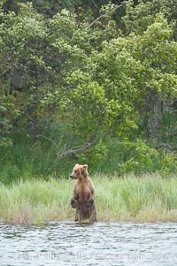 Brown bear walks through the marsh that edges Brooks River, Ursus arctos, Katmai National Park, Alaska