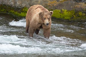 Brown bear (grizzly bear), Ursus arctos, Brooks River, Katmai National Park, Alaska