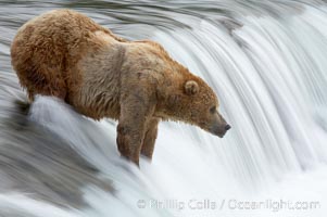 Brown bear (grizzly bear) waits for salmon at Brooks Falls. Blurring of the water is caused by a long shutter speed. Brooks River, Ursus arctos, Katmai National Park, Alaska