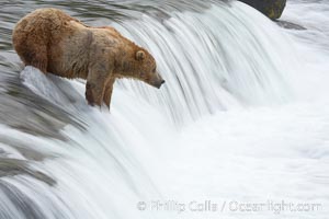 Brown bear (grizzly bear) waits for salmon at Brooks Falls. Blurring of the water is caused by a long shutter speed. Brooks River, Ursus arctos, Katmai National Park, Alaska