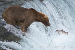 Alaskan brown bear watches a jumping salmon, Brooks Falls, Ursus arctos, Brooks River, Katmai National Park