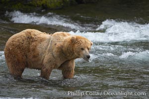 A large, old brown bear (grizzly bear) wades across Brooks River. Coastal and near-coastal brown bears in Alaska can live to 25 years of age, weigh up to 1400 lbs and stand over 9 feet tall, Ursus arctos, Katmai National Park