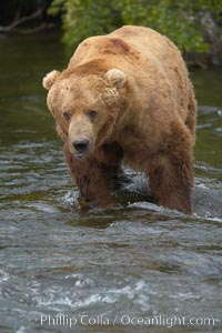 A large, old brown bear (grizzly bear) wades across Brooks River. Coastal and near-coastal brown bears in Alaska can live to 25 years of age, weigh up to 1400 lbs and stand over 9 feet tall, Ursus arctos, Katmai National Park