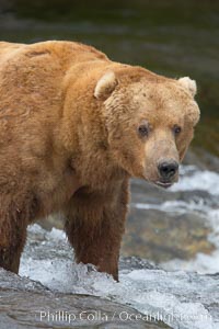 A large, old brown bear (grizzly bear) wades across Brooks River. Coastal and near-coastal brown bears in Alaska can live to 25 years of age, weigh up to 1400 lbs and stand over 9 feet tall, Ursus arctos, Katmai National Park