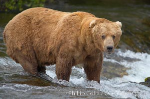 A large, old brown bear (grizzly bear) wades across Brooks River. Coastal and near-coastal brown bears in Alaska can live to 25 years of age, weigh up to 1400 lbs and stand over 9 feet tall, Ursus arctos, Katmai National Park