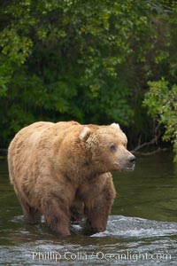 A large, old brown bear (grizzly bear) wades across Brooks River. Coastal and near-coastal brown bears in Alaska can live to 25 years of age, weigh up to 1400 lbs and stand over 9 feet tall, Ursus arctos, Katmai National Park