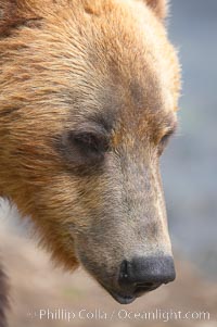 Brown bear head profile, Ursus arctos, Brooks River, Katmai National Park, Alaska