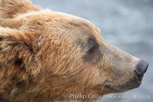 Brown bear head profile, Ursus arctos, Brooks River, Katmai National Park, Alaska