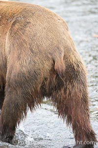 Brown bear tail and hind legs, Ursus arctos, Brooks River, Katmai National Park, Alaska