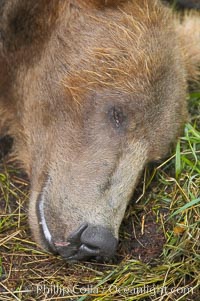 Brown bear sleeping, muzzle, Ursus arctos, Brooks River, Katmai National Park, Alaska
