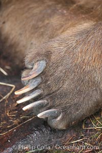 Brown bear paw and claws, Ursus arctos, Brooks River, Katmai National Park, Alaska