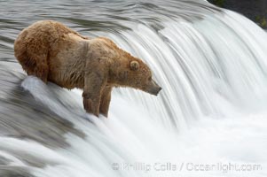 Brown bear (grizzly bear) waits for salmon at Brooks Falls. Blurring of the water is caused by a long shutter speed. Brooks River, Ursus arctos, Katmai National Park, Alaska