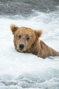 Brown bear (grizzly bear), Ursus arctos, Brooks River, Katmai National Park, Alaska