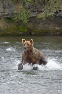 Brown bear (grizzly bear), Ursus arctos, Brooks River, Katmai National Park, Alaska