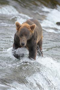 Brown bear (grizzly bear), Ursus arctos, Brooks River, Katmai National Park, Alaska