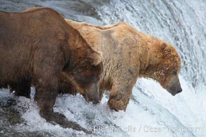 Brown bear (grizzly bear), Ursus arctos, Brooks River, Katmai National Park, Alaska