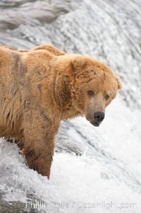 A large, old brown bear (grizzly bear) wades across Brooks River. Coastal and near-coastal brown bears in Alaska can live to 25 years of age, weigh up to 1400 lbs and stand over 9 feet tall, Ursus arctos, Katmai National Park