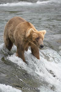 Brown bear (grizzly bear), Ursus arctos, Brooks River, Katmai National Park, Alaska