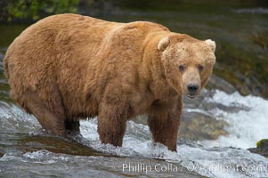 A large, old brown bear (grizzly bear) wades across Brooks River. Coastal and near-coastal brown bears in Alaska can live to 25 years of age, weigh up to 1400 lbs and stand over 9 feet tall, Ursus arctos, Katmai National Park