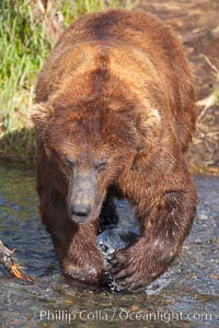 Brown bear (grizzly bear), Ursus arctos, Brooks River, Katmai National Park, Alaska