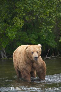 A large, old brown bear (grizzly bear) wades across Brooks River. Coastal and near-coastal brown bears in Alaska can live to 25 years of age, weigh up to 1400 lbs and stand over 9 feet tall, Ursus arctos, Katmai National Park