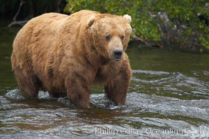 A large, old brown bear (grizzly bear) wades across Brooks River. Coastal and near-coastal brown bears in Alaska can live to 25 years of age, weigh up to 1400 lbs and stand over 9 feet tall, Ursus arctos, Katmai National Park