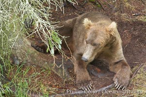 Brown bear rests in a shallow depression it has dug in the soft dirt near Brooks River, Ursus arctos, Katmai National Park, Alaska