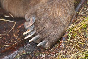 Brown bear paw and claws, Ursus arctos, Brooks River, Katmai National Park, Alaska