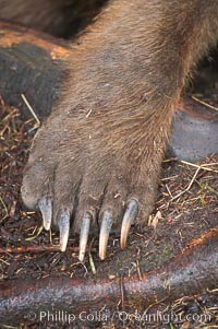 Brown bear paw and claws, Ursus arctos, Brooks River, Katmai National Park, Alaska