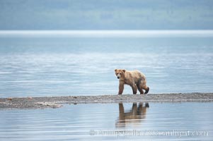 Brown bear walks along a sand spit, Brooks Lake.