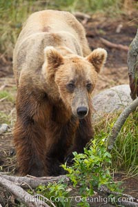 Brown bear (grizzly bear), Ursus arctos, Brooks River, Katmai National Park, Alaska