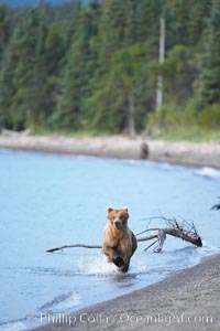 Brown bear along the edge of Brooks Lake, Ursus arctos, Brooks River, Katmai National Park, Alaska