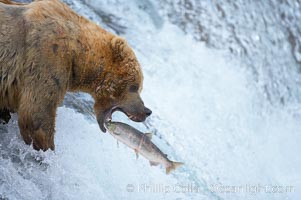 Alaskan brown bear catching a jumping salmon, Brooks Falls.