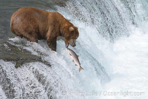 Alaskan brown bear catching a jumping salmon, Brooks Falls.