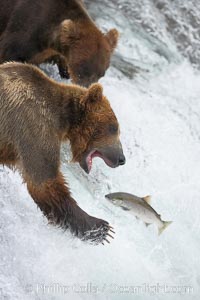 Alaskan brown bear catching a jumping salmon, Brooks Falls.