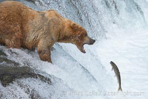 Alaskan brown bear catching a jumping salmon, Brooks Falls, Ursus arctos, Brooks River, Katmai National Park