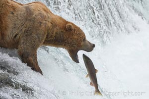 Alaskan brown bear catching a jumping salmon, Brooks Falls, Ursus arctos, Brooks River, Katmai National Park