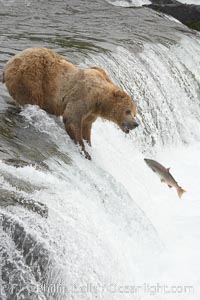 Alaskan brown bear catching a jumping salmon, Brooks Falls, Ursus arctos, Brooks River, Katmai National Park