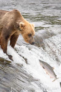 Alaskan brown bear catching a jumping salmon, Brooks Falls, Ursus arctos, Brooks River, Katmai National Park