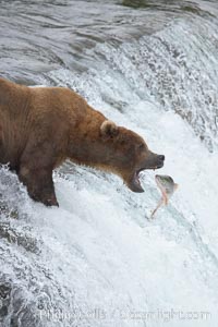 Alaskan brown bear catching a jumping salmon, Brooks Falls, Ursus arctos, Brooks River, Katmai National Park