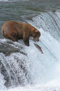 Alaskan brown bear catching a jumping salmon, Brooks Falls, Ursus arctos, Brooks River, Katmai National Park