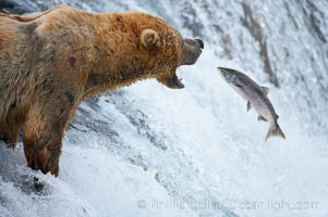 Alaskan brown bear catching a jumping salmon, Brooks Falls, Ursus arctos, Brooks River, Katmai National Park