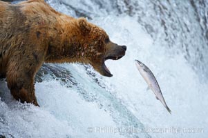 Alaskan brown bear catching a jumping salmon, Brooks Falls.