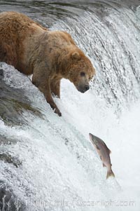 Alaskan brown bear watches a jumping salmon, Brooks Falls, Ursus arctos, Brooks River, Katmai National Park