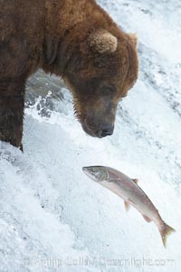 Alaskan brown bear watches a jumping salmon, Brooks Falls, Ursus arctos, Brooks River, Katmai National Park