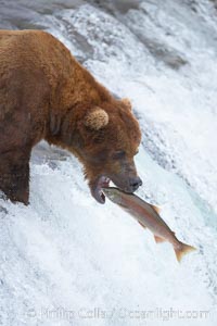 Alaskan brown bear catching a jumping salmon, Brooks Falls, Ursus arctos, Brooks River, Katmai National Park