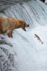 Alaskan brown bear catching a jumping salmon, Brooks Falls, Ursus arctos, Brooks River, Katmai National Park