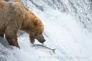 Alaskan brown bear catching a jumping salmon, Brooks Falls, Ursus arctos, Brooks River, Katmai National Park