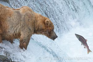 Alaskan brown bear watches a jumping salmon, Brooks Falls, Ursus arctos, Brooks River, Katmai National Park