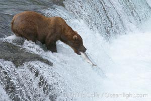 Alaskan brown bear catches a jumping salmon, Brooks Falls, Ursus arctos, Brooks River, Katmai National Park